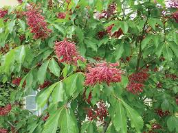 Shop our huge selection of flowering trees online with delivery right to your door. Pin By Ben On Trees Spring Flowering Trees Flowering Trees Small Trees