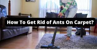 how to get rid of ants on carpet our
