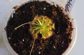 Maybe you would like to learn more about one of these? Drosera Nitidula X Pulchella Plantascarnivoras