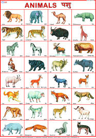 Buy Animals Chart 50 X 70 Cm Book Online At Low Prices In