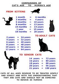 Cat Growth Chart Pictures Bedowntowndaytona Com