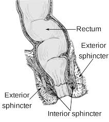 Fecal Incontinence Wikipedia