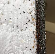 bed bugs do mattress encats help