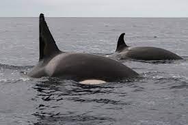 Surprise with orcas in São Miguel - Azores Whales