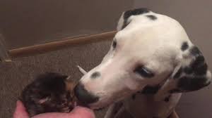 Things that make you go aww! Dalmatian Puppy Meets Newborn Foster Kitten