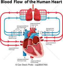 Chart Showing Blood Flow Of Human Heart