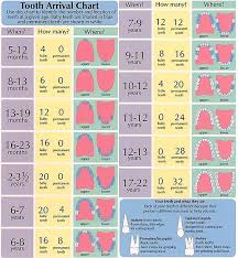 Tooth Develepmental Chart Mysite