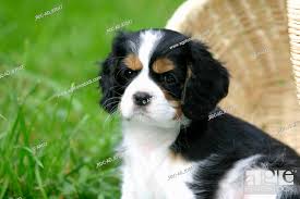 cavalier king charles spaniel puppy 8