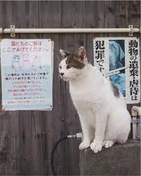 福岡》北九州 さくらねこに会える猫島 藍島へ行ってみた | えだ旅 WORLD JOURNEY