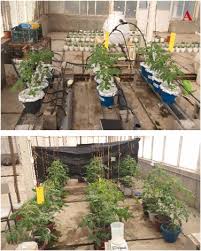 Effects Of Hydroponic Systems On Yield