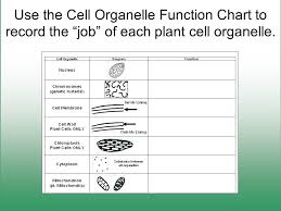 Cell Structure Function Ppt Download