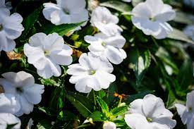 best white flowers for your garden