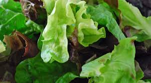 how to harvest lettuce of all types