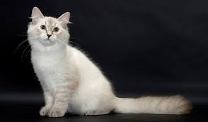 They have been documented in russia for hundreds some have two different colored eyes, and some even have blue eyes. Siberian Cat Breed Information