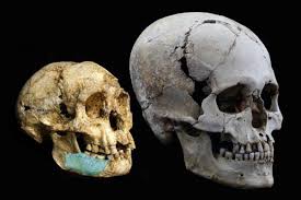 Resultado de imagen de homo floresiensis