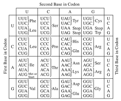 Codon Charts Amino Acids Ap Biology