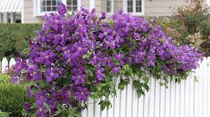 Clematis forum→late planting of clematis in zone 5? Clematis To Plant Now For Late Summer Blooms