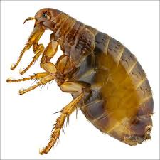 how to get rid of fleas planet natural