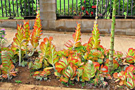 Outdoor Succulent Garden Ideas On Budget