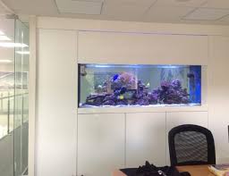 How A Wall Fish Tank Can Benefit Your