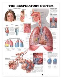 The Respiratory System Anatomical Chart Poster Laminated