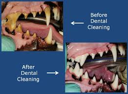 Endodontic treatment for canine and carnassial teeth and extraction for all teeth due to traumatic dental fractures and other oral traumas are covered as long as they aren't caused by inappropriate chewing behavior that presented prior to the policy effective date or during the waiting period. Veterinary Dentistry Springfield Mo Healing Paws Veterinary Clinic