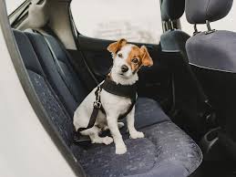 The Best Car Travel Gear For Dogs Dog