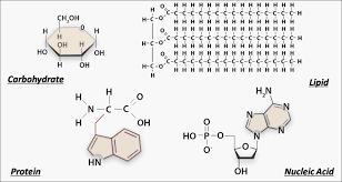 biological macromolecules study guide