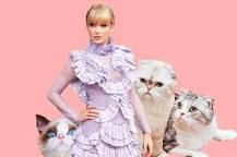 what-breed-is-taylor-swifts-new-cat