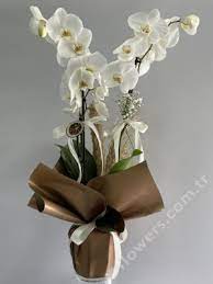 orchid arrangements delivery send