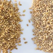 how to cook diffe types of barley
