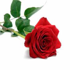 red rose at rs 15 piece ल ल ग ल ब