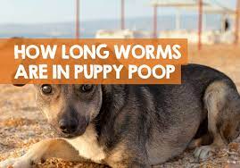 Puppy Worms After Deworming