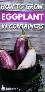How To Grow Eggplant Lobotany An