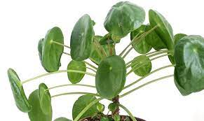 We did not find results for: Pilea Peperomioides Care Problems How To Revive Your Chinese Money Plant
