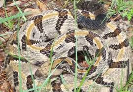 The timber rattlesnake is an animal of the snake species, featured in red dead redemption 2 and red studying and skinning the timber rattlesnake is required for the zoologist and skin deep. Timber Rattlesnake Florida Snake Id Guide