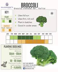 Blackwoods Co Za Download Your Vegetable Planting Charts