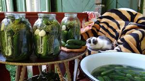 Cucumbers are high in water content, so feeding him a few slices can be a good way to provide him with extra hydration, says liff. Can Cats Eat Pickles Are Pickles Safe For Cats Cattime