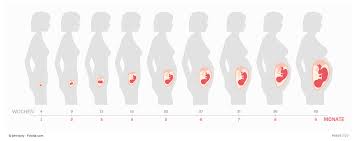 Schwangerschaftswochen Ssw Schwangerschaftskalender 40 Wochen