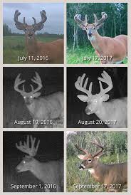 Do Mild Winters Mean Smaller Antlers Qdma