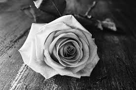 grayscale photo of rose flower pickpik