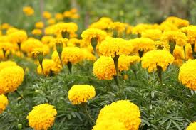 Plant And Grow Marigold Flowers
