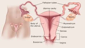 If endometriosis is not diagnosed and treated early, it can grow and damage the fallopian tubes and ovaries. What Is Gestational Trophoblastic Disease