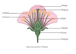 female reive organs in a flower