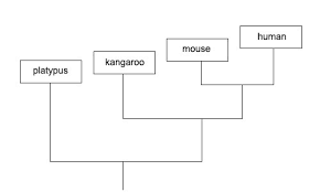 Based On The Phylogenetic Chart Which Three Statements Are