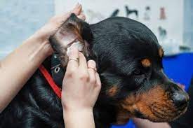 Proper dog ear hygiene is the best prevention against dog ear problems associated with bacterial infections. So Werden Hundeohren Gereinigt Deine Tiere Cleaning Dogs Ears Dogs Ears Infection Dogs Ears