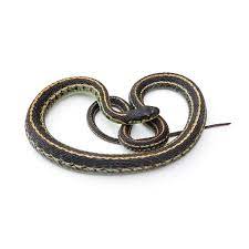 garter snake identification springer