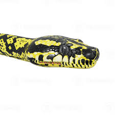 zebra jungle carpet python 3d