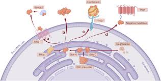 tissue homeostasis cancers