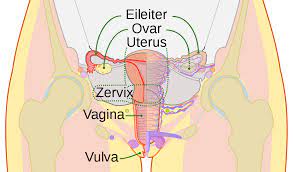Vagina des Menschen – Wikipedia